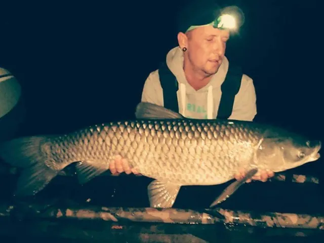 Graskarpfen