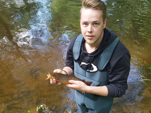 Bachforelle