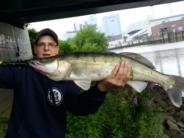 Zander