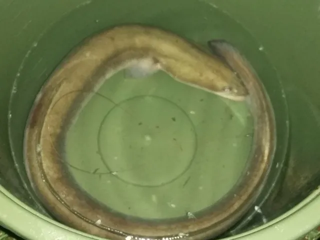 Aal