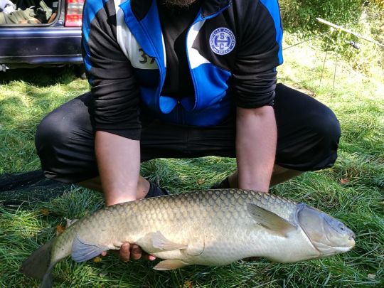 Graskarpfen