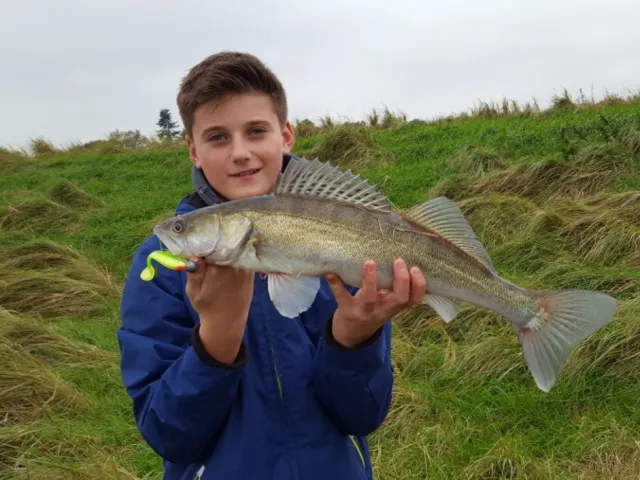 Zander