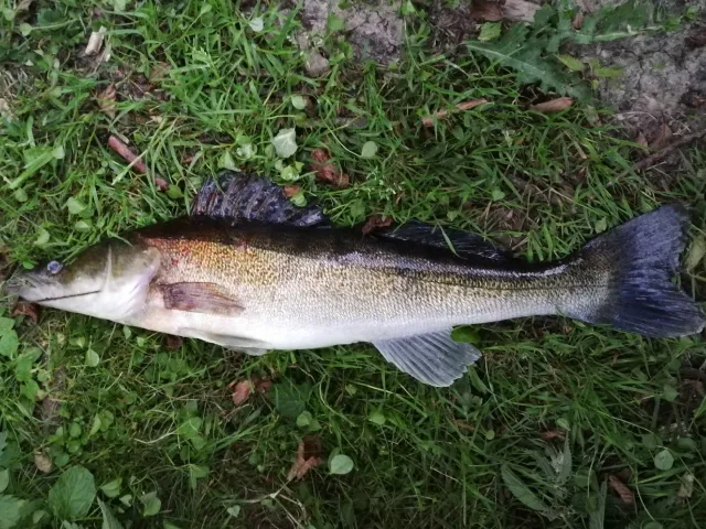 Zander