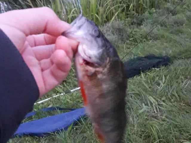 Flussbarsch
