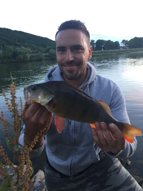 Flussbarsch