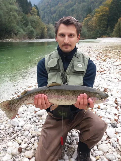 Regenbogenforelle