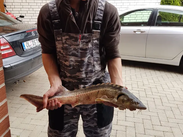 Stör