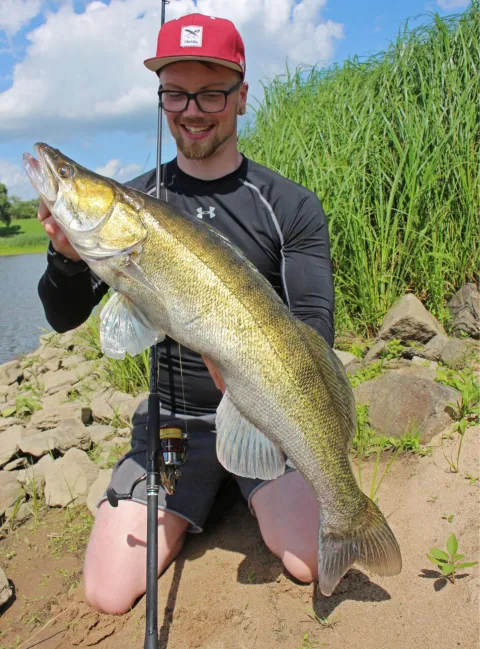 Zander