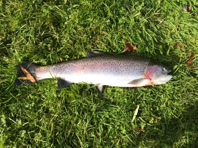 Regenbogenforelle