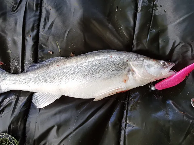 Zander