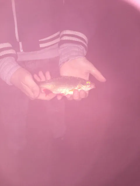 Rotfeder
