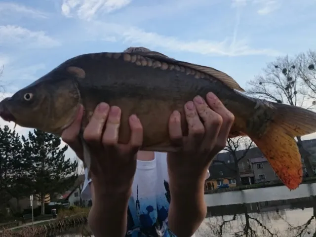 Karpfen