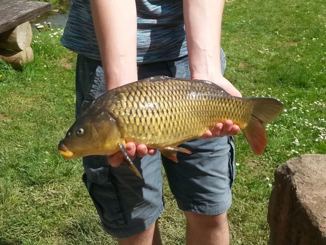 Karpfen