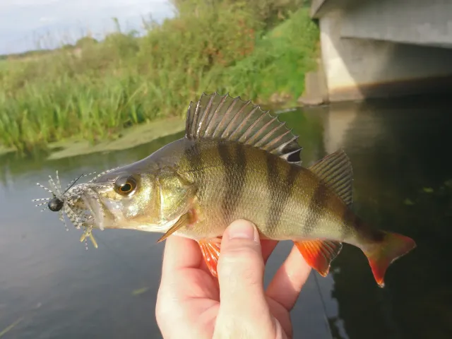 Flussbarsch