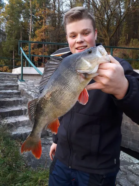 Flussbarsch