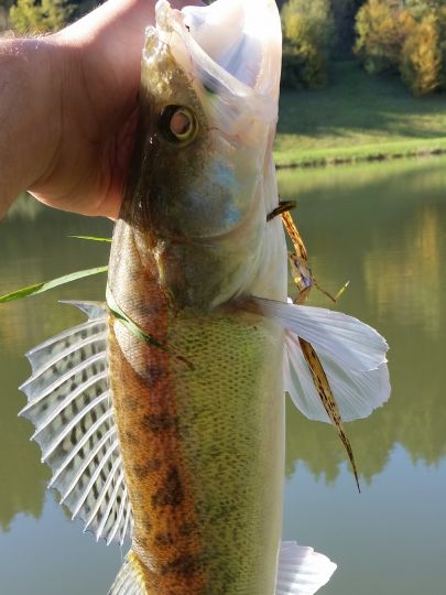 Zander