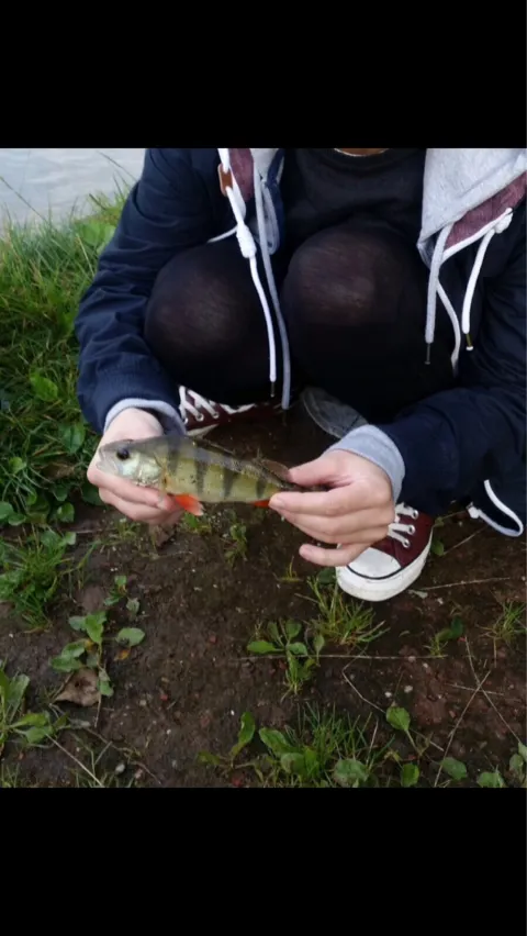 Flussbarsch