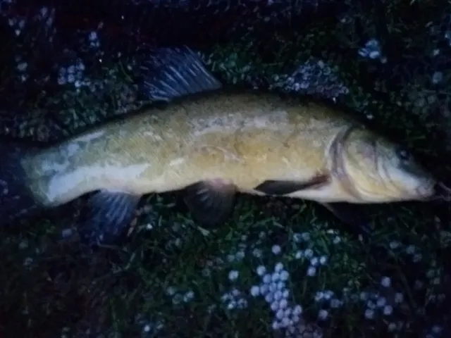 Schleie