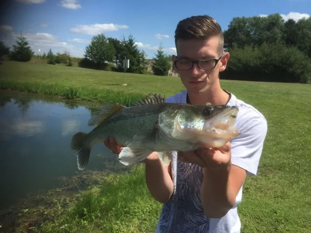 Zander