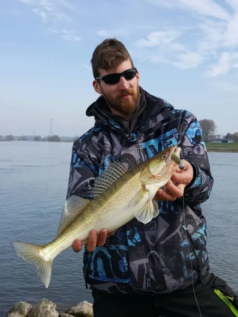 Zander