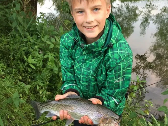 Regenbogenforelle