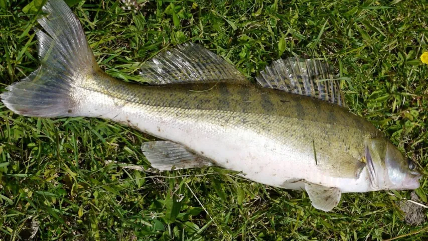 Zander