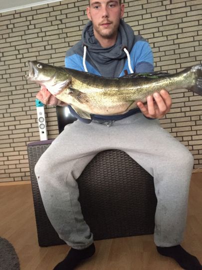 Zander