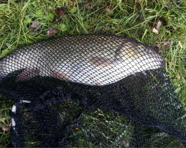 Döbel