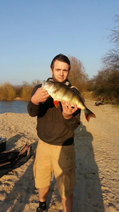 Flussbarsch