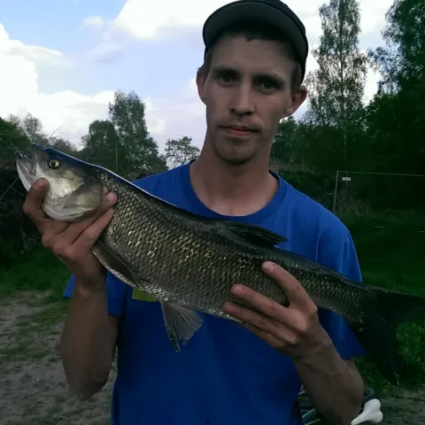 Rapfen