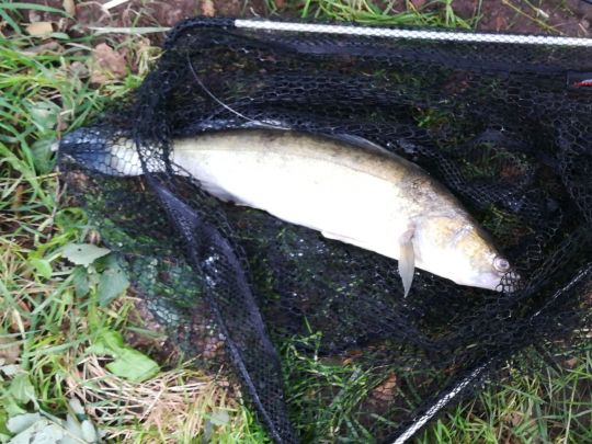 Zander