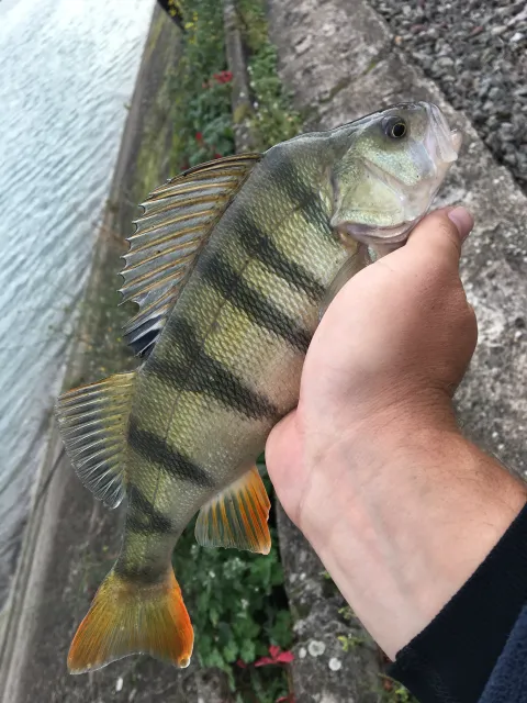 Flussbarsch