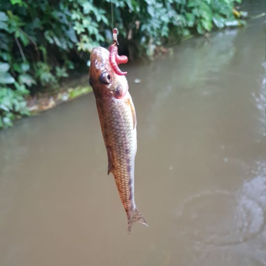 Gründling