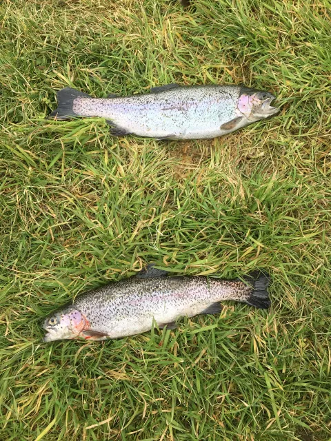 Regenbogenforelle