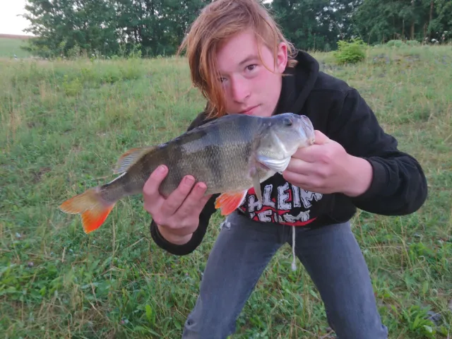 Flussbarsch
