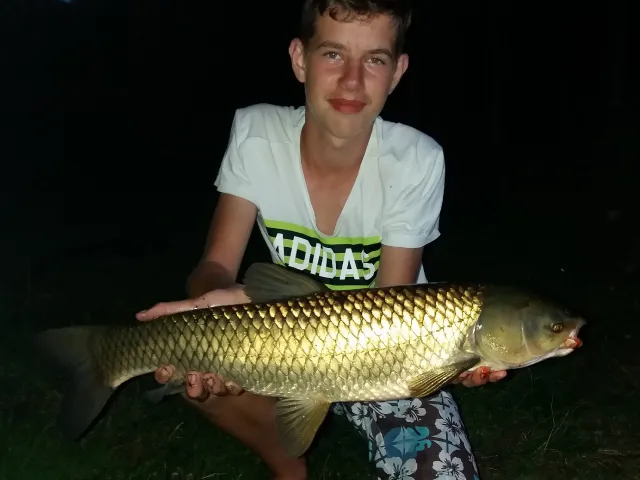 Graskarpfen