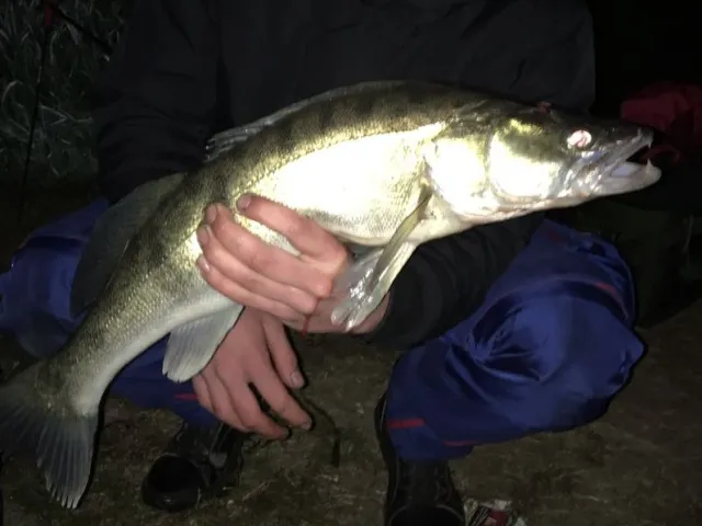 Zander