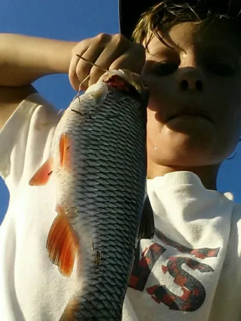 Döbel