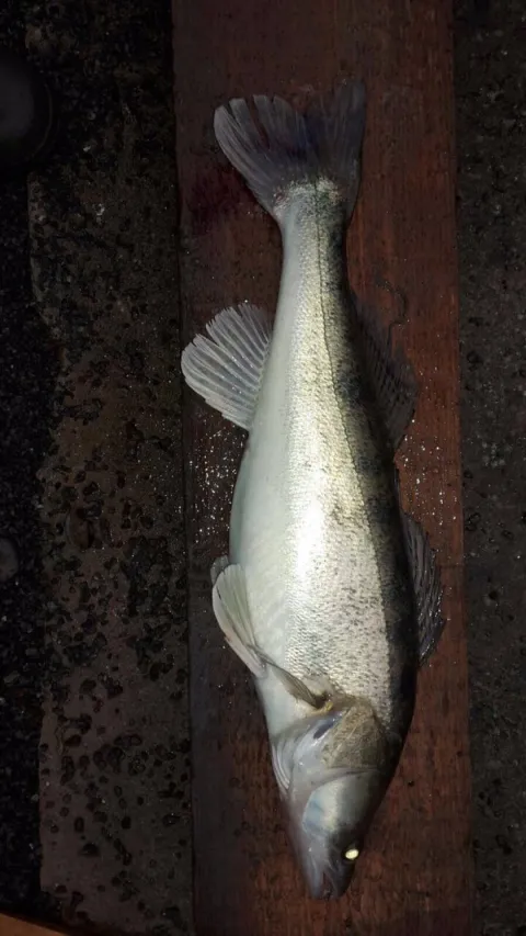 Zander
