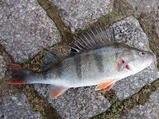 Flussbarsch