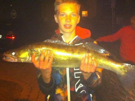 Zander