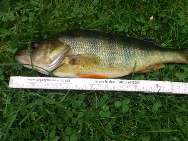 Flussbarsch
