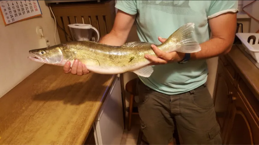 Zander