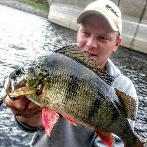 Flussbarsch