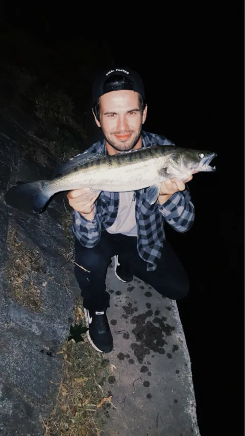 Zander