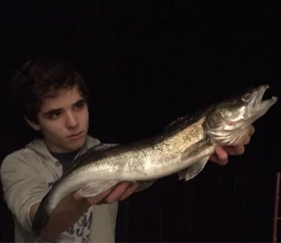 Zander