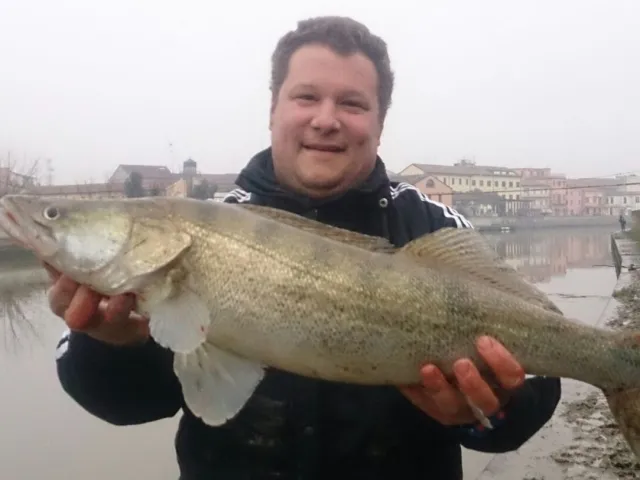 Zander