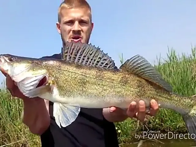 Zander