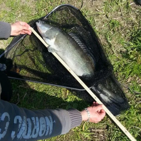Zander