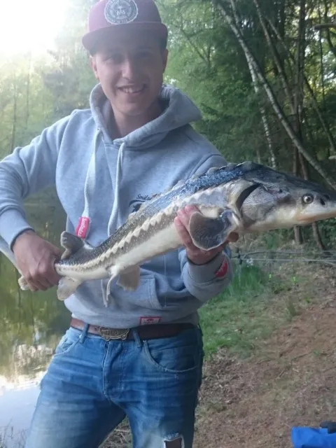 Stör